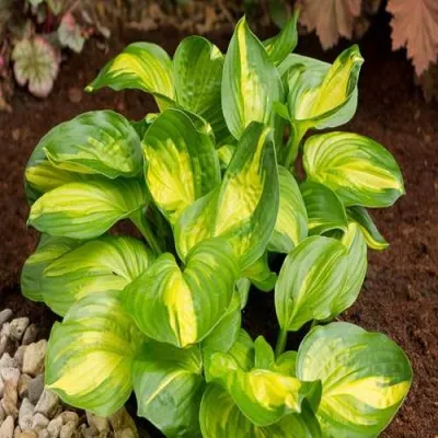 Хоста ЭМЕРАЛЬД ЧАРДЖЕР гибридная — описание сорта Хоста ЭМЕРАЛЬД ЧАРДЖЕР гибридная в Москве