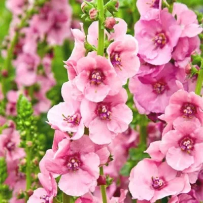 Коровяк ПИНК ДОМИНО гибридный (вербаскум) — описание сорта Коровяк ПИНК ДОМИНО гибридный (вербаскум) в Москве