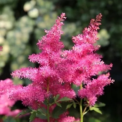 Астильба САННИ ДЕЙ гибридная  Астильба САННИ ДЕЙ гибридная в Москве