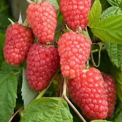 Малина КАСКАД ДЕЛАЙТ — описание сорта Малина КАСКАД ДЕЛАЙТ в Москве