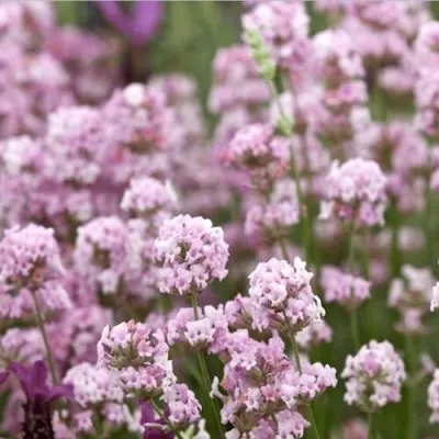 Лаванда РОЗЕА узколистная в Москве