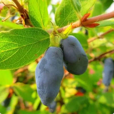 Жимолость съедобная БОРЕАЛ БЛИЗЗАРД (СЕВЕРНАЯ МЕТЕЛЬ) — описание сорта Жимолость съедобная БОРЕАЛ БЛИЗЗАРД (СЕВЕРНАЯ МЕТЕЛЬ) в Москве