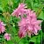 Аквилегия БАРЛОУ ПИНК гибрид МакКаны в Москве