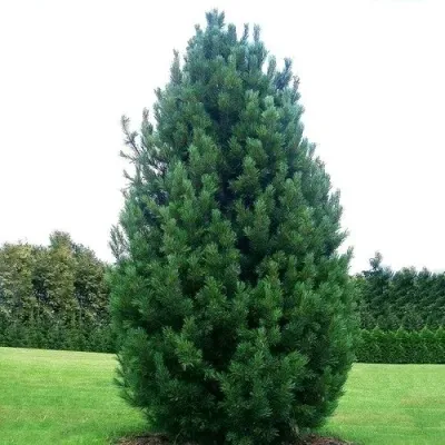 Сосна кедровая  — описание сорта Сосна кедровая  в Москве