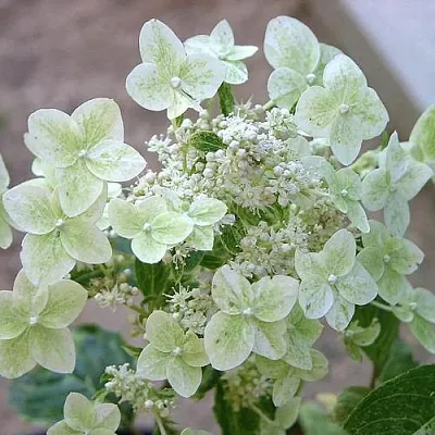 Гортензия ШИКОКУ ФЛЭШ метельчатая   Гортензия ШИКОКУ ФЛЭШ метельчатая  в Москве