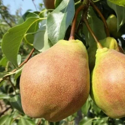 Груша СУПЕРЛЕТНЯЯ — описание сорта Груша СУПЕРЛЕТНЯЯ в Москве