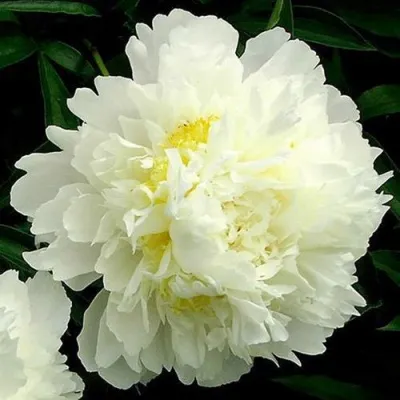 Пион ЗОЛОТОЙ ОРЕОЛ травянистый — описание сорта Пион ЗОЛОТОЙ ОРЕОЛ травянистый в Москве