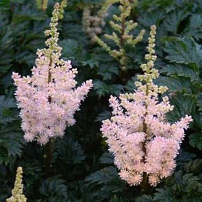 Астильба ЛИЛИПУТ курчавая — описание сорта Астильба ЛИЛИПУТ курчавая в Москве