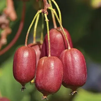 Актинидия СКАРЛЕТ СЕПТЕМБЕР аргута — описание сорта Актинидия СКАРЛЕТ СЕПТЕМБЕР аргута в Москве