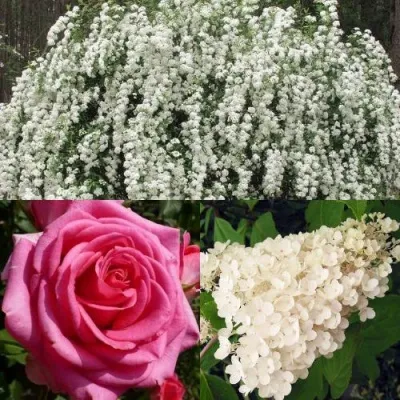 Комплект ВЕЧНАЯ КЛАССИКА — описание сорта Комплект ВЕЧНАЯ КЛАССИКА в Москве