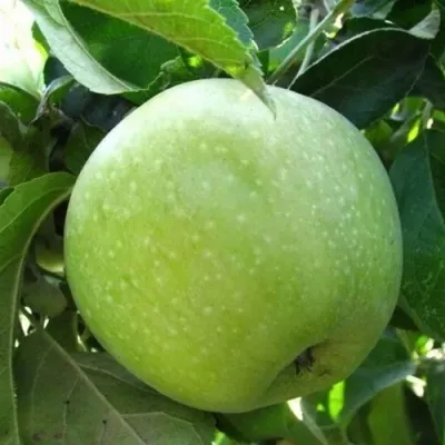 Яблоня РЕНЕТ СИМИРЕНКО — описание сорта Яблоня РЕНЕТ СИМИРЕНКО в Москве