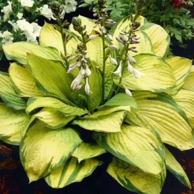 Хоста ГОЛД СТАНДАРТ Форчуна — описание сорта Хоста ГОЛД СТАНДАРТ Форчуна в Москве