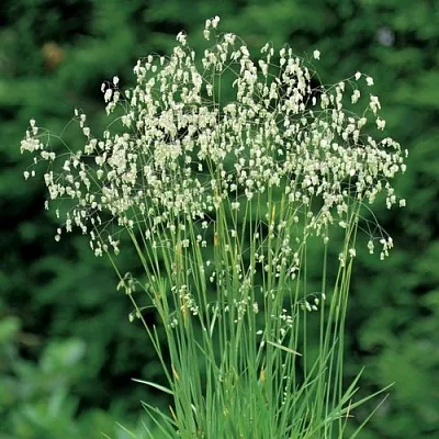 Трясунка средняя  Трясунка средняя в Москве