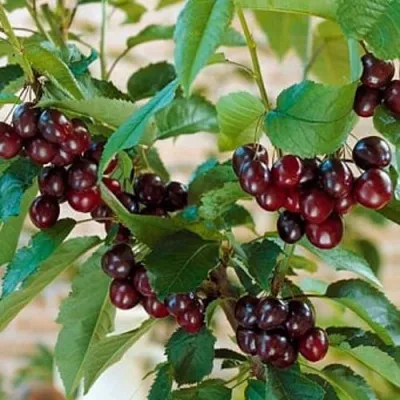 Дюк СЛАВЯНКА в Москве