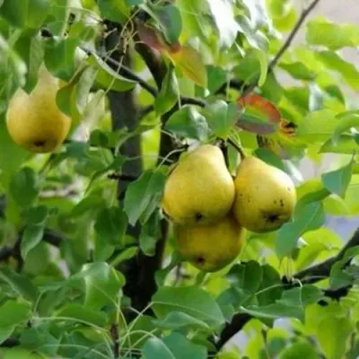 Груша ВИЛИЯ в Москве