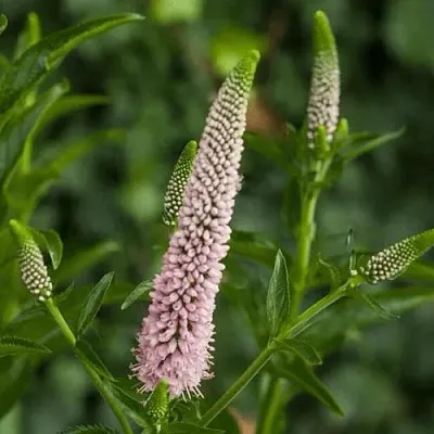 Вероника ФЕСТ ЧОЙС длиннолистная  Вероника ФЕСТ ЧОЙС длиннолистная в Москве