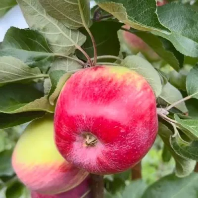 Яблоня АРБАТ колонновидная — описание сорта Яблоня АРБАТ колонновидная в Москве