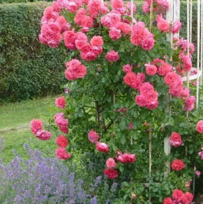 Саженцы роз РОЗЕУМ ЮТЕРСОН плетистая в Москве