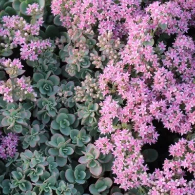 Очиток (седум) САНСПАРКЛЕР ЛАЙМ ЗИНГЕР в Москве