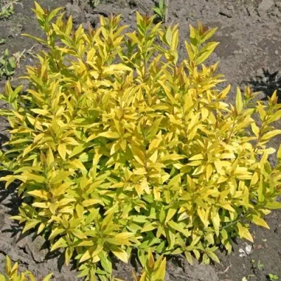 Бирючина АУРЕА обыкновенная — описание сорта Бирючина АУРЕА обыкновенная в Москве