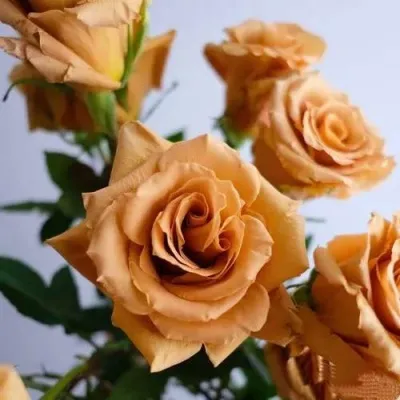 Саженцы роз ТОФФИ чайно-гибридная — описание сорта Саженцы роз ТОФФИ чайно-гибридная в Москве