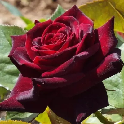 Саженцы роз БЛЭК БАККАРА чайно-гибридная в Москве