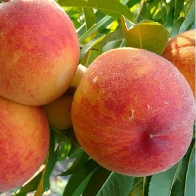 Персик ДИВНЫЙ  Персик ДИВНЫЙ в Москве