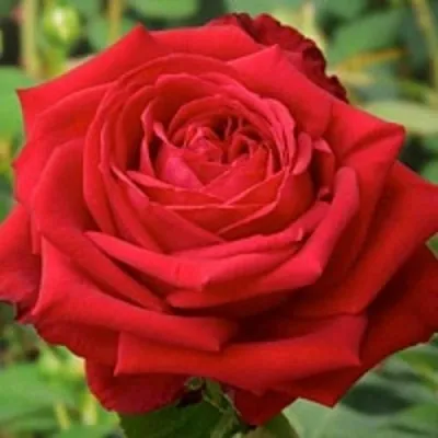 Саженцы роз СОФИ ЛОРЕН чайно-гибридная в Москве