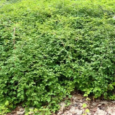 Стефанандра КРИСПА надрезаннолистная — описание сорта Стефанандра КРИСПА надрезаннолистная в Москве