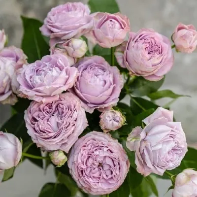 Саженцы роз ЛАВЕНДЕР БАБЛС спрей — описание сорта Саженцы роз ЛАВЕНДЕР БАБЛС спрей в Москве