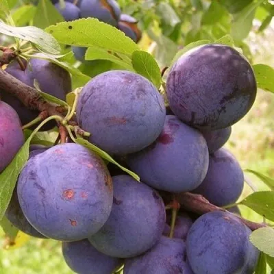 Слива МОНТЕРЕЙ — описание сорта Слива МОНТЕРЕЙ в Москве