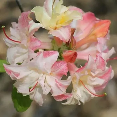 Азалия КЭННОНС ДАБЛ листопадная  Азалия КЭННОНС ДАБЛ листопадная в Москве