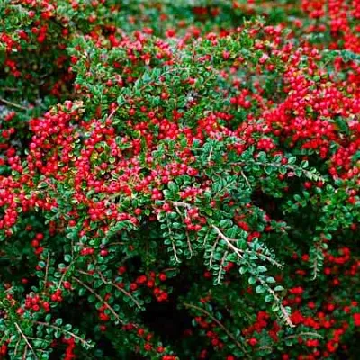 Кизильник горизонтальный  Кизильник горизонтальный в Москве