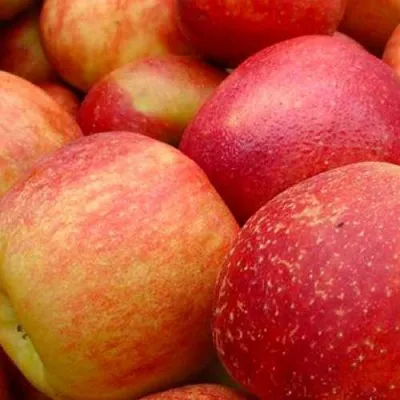 Яблоня ДЖОНАГОЛД в Москве