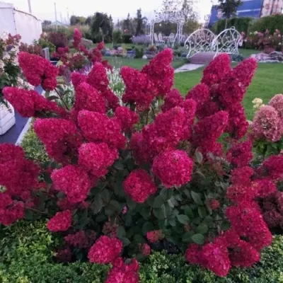 Гортензия САМАРСКАЯ ЛИДИЯ метельчатая — описание сорта Гортензия САМАРСКАЯ ЛИДИЯ метельчатая в Москве