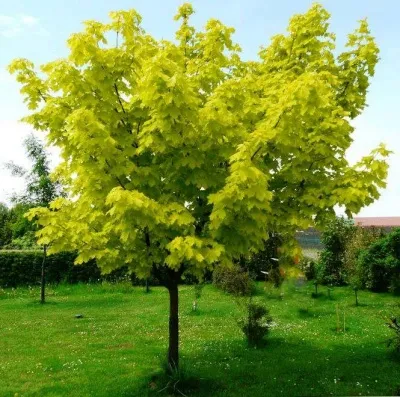 Клен ПРИНСЕТОН ГОЛД остролистный — описание сорта Клен ПРИНСЕТОН ГОЛД остролистный в Москве