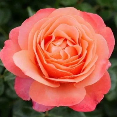 Саженцы роз КОРАЛ ЛИОНС РОУЗ флорибунда — описание сорта Саженцы роз КОРАЛ ЛИОНС РОУЗ флорибунда в Москве