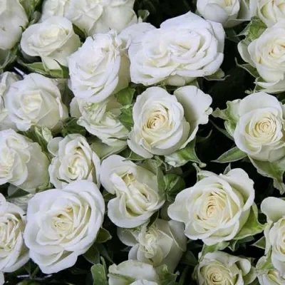 Саженцы роз СНОУФЛЕЙК спрей — описание сорта Саженцы роз СНОУФЛЕЙК спрей в Москве