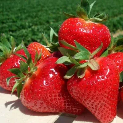 Клубника ДЖОЛИ — описание сорта Клубника ДЖОЛИ в Москве