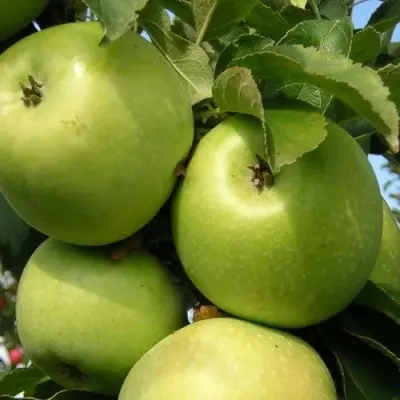 Яблоня КАЛУЖАНКА в Москве