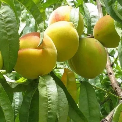 Персик СЕЯНЕЦ СТАРКА — описание сорта Персик СЕЯНЕЦ СТАРКА в Москве