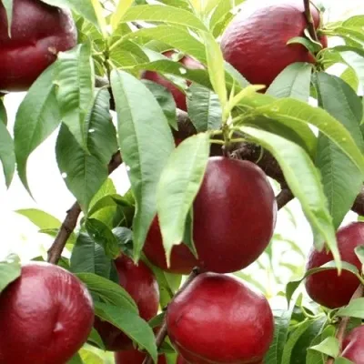 Нектарин ФАНТАЗИЯ — описание сорта Нектарин ФАНТАЗИЯ в Москве