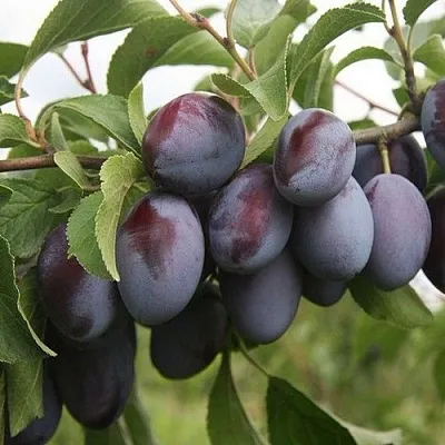 Слива РЕНКЛОД  Слива РЕНКЛОД в Москве