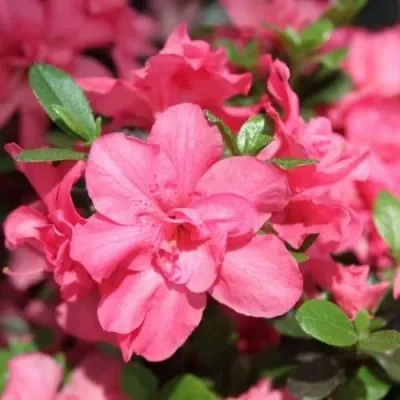 Азалия РОКОКО японская — описание сорта Азалия РОКОКО японская в Москве