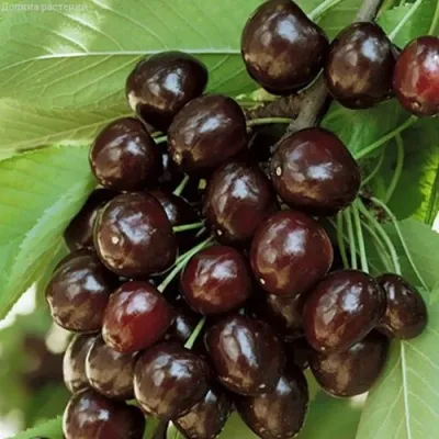 Черешня КОРДИЯ — описание сорта Черешня КОРДИЯ в Москве