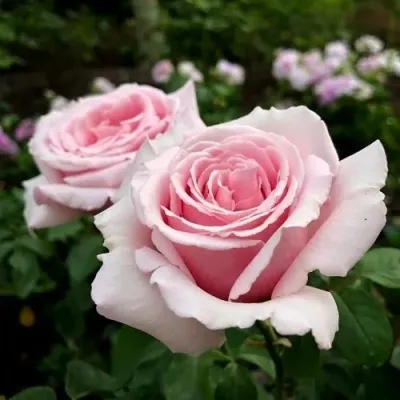 Саженцы роз ЭММА ДЕ МЕЙЯН чайно-гибридная в Москве