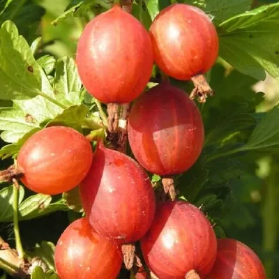 Крыжовник МАШЕКА — описание сорта Крыжовник МАШЕКА в Москве