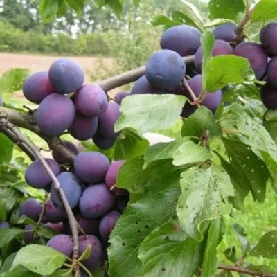 Слива ПЕРДРИГОН в Москве