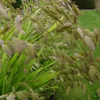 Хасматиум ШИРОКОЛИСТНЫЙ  Хасматиум ШИРОКОЛИСТНЫЙ в Москве