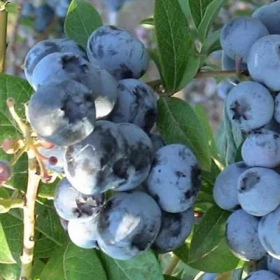 Голубика НОРТЛАНД — описание сорта Голубика НОРТЛАНД в Москве